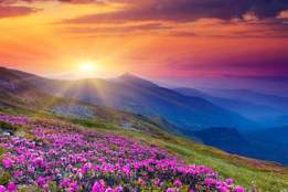 sunrise over a field of desert flowers